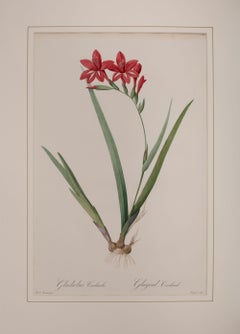 Antique Gladiolus Cardinalis 