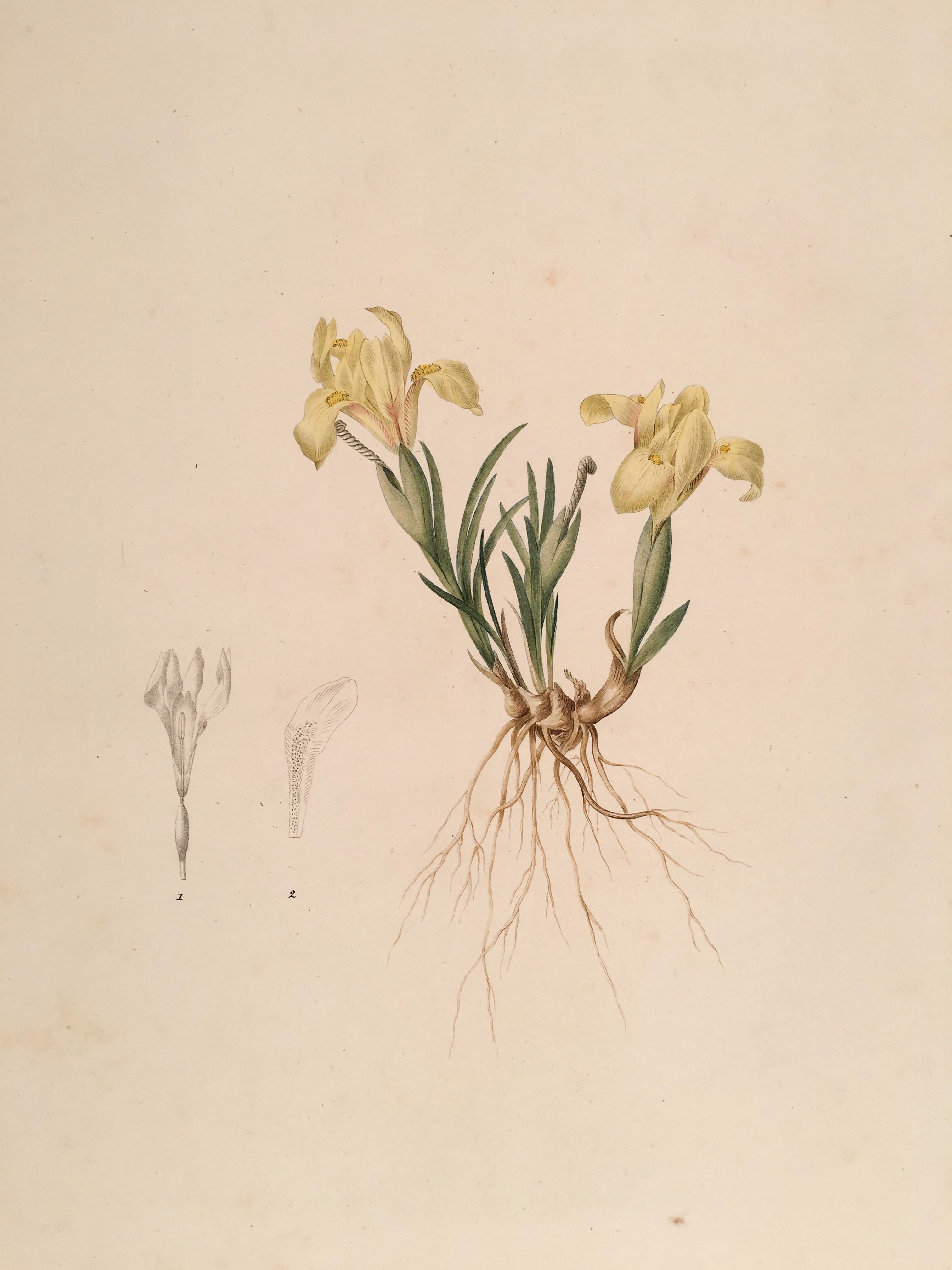 Iris Arenaria - Iris des Sables - Print by Pierre-Joseph Redouté