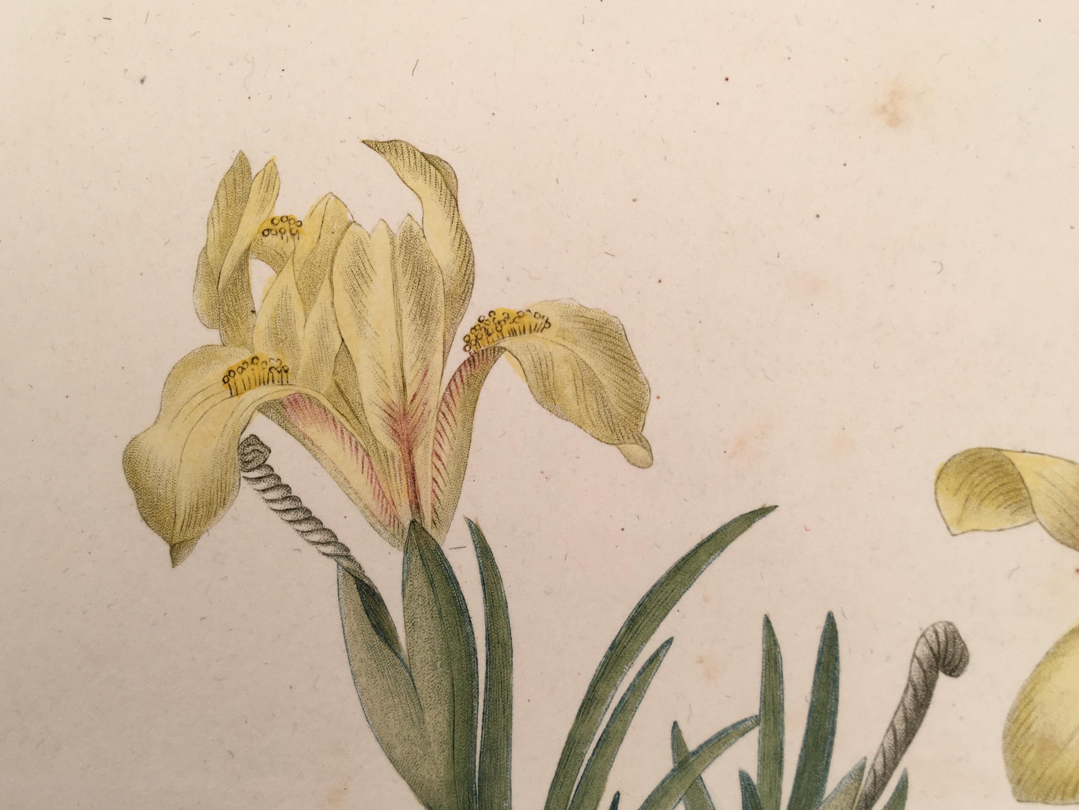 Iris Arenaria - Iris des Sables - Beige Still-Life Print by Pierre-Joseph Redouté