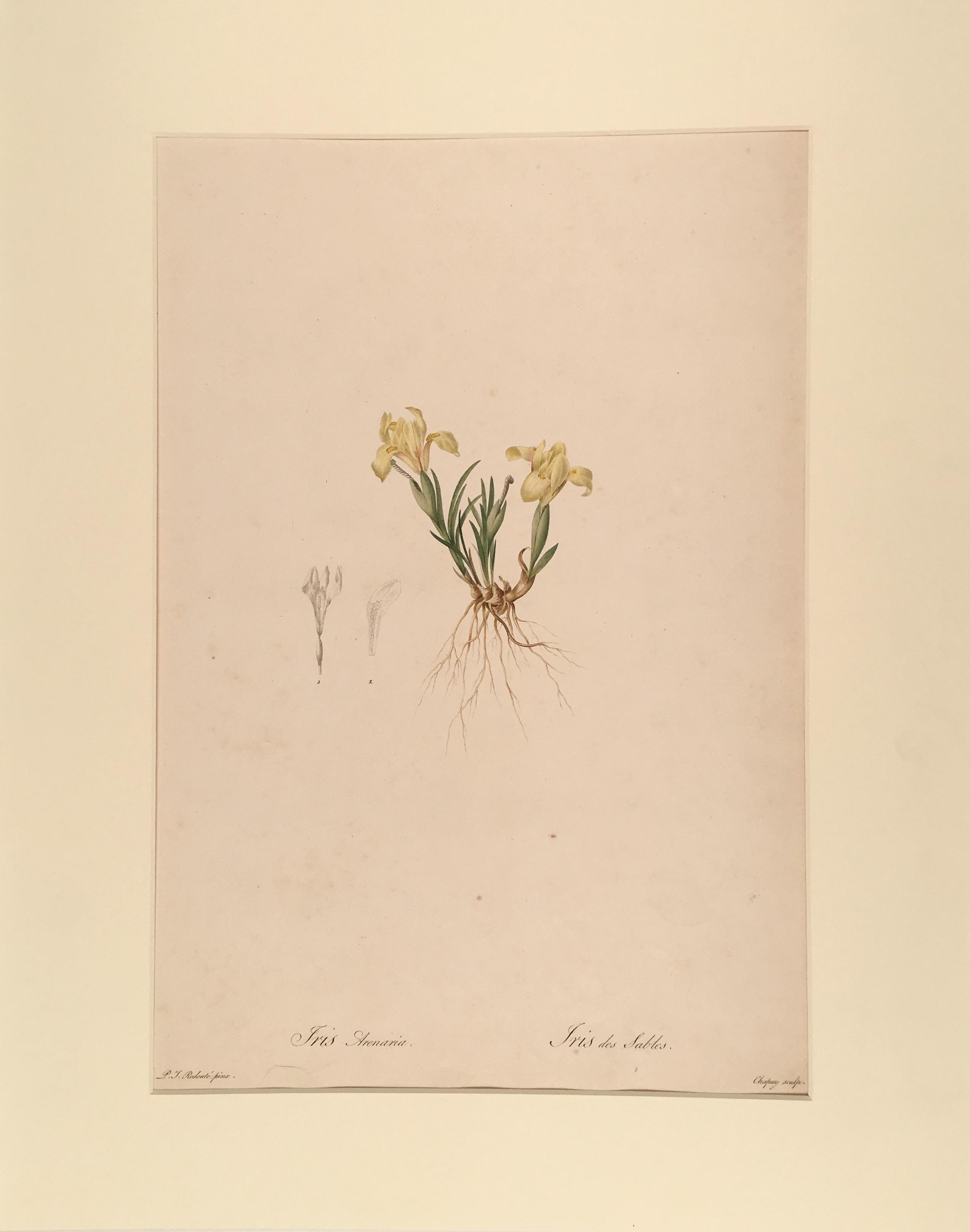 Pierre-Joseph Redouté Still-Life Print - Iris Arenaria - Iris des Sables