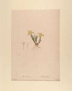 Iris Arenaria - Iris des Sables