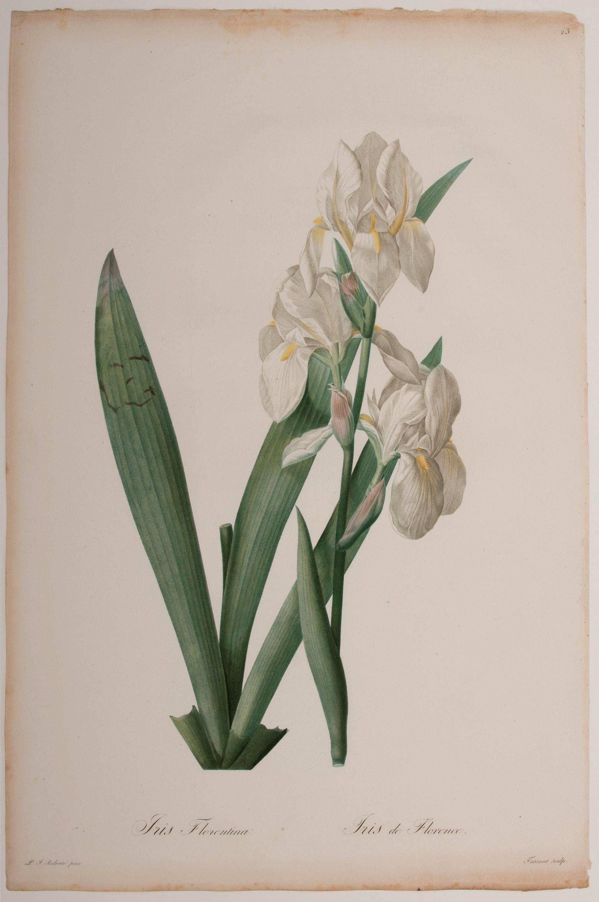 Iris Florentina - Print by Pierre-Joseph Redouté