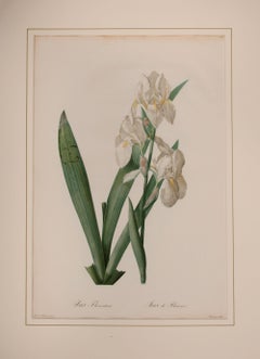 Antique Iris Florentina