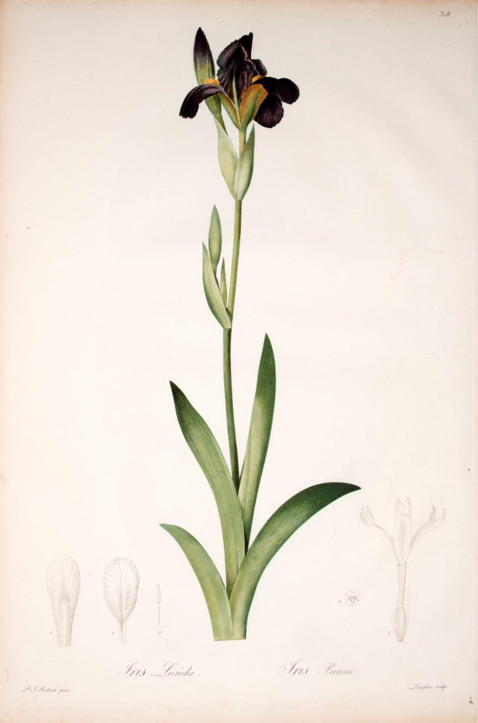 Iris Lurida. Iris Brune. - Print by Pierre-Joseph Redouté
