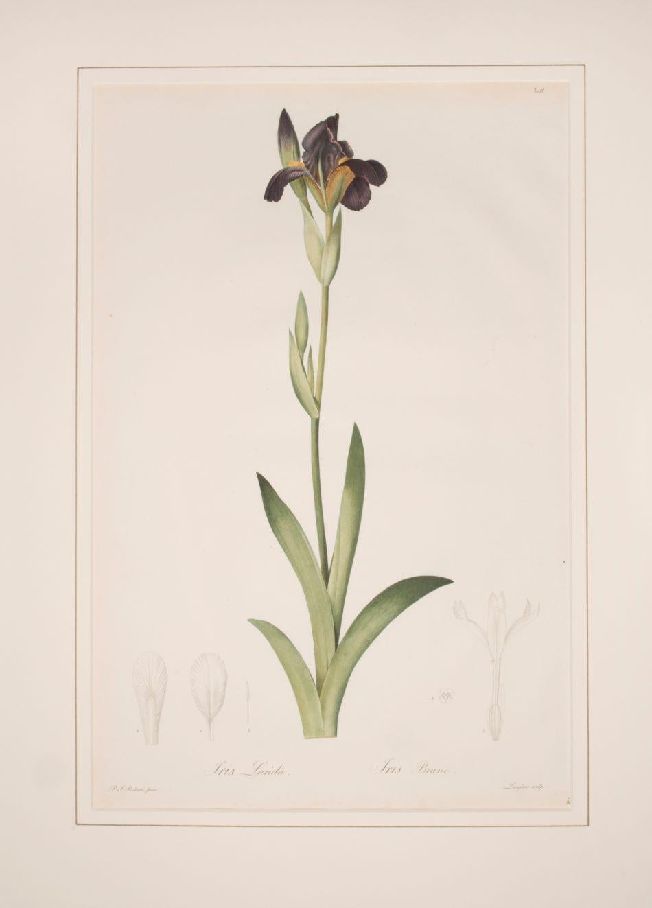 Pierre-Joseph Redouté Still-Life Print - Iris Lurida. Iris Brune.