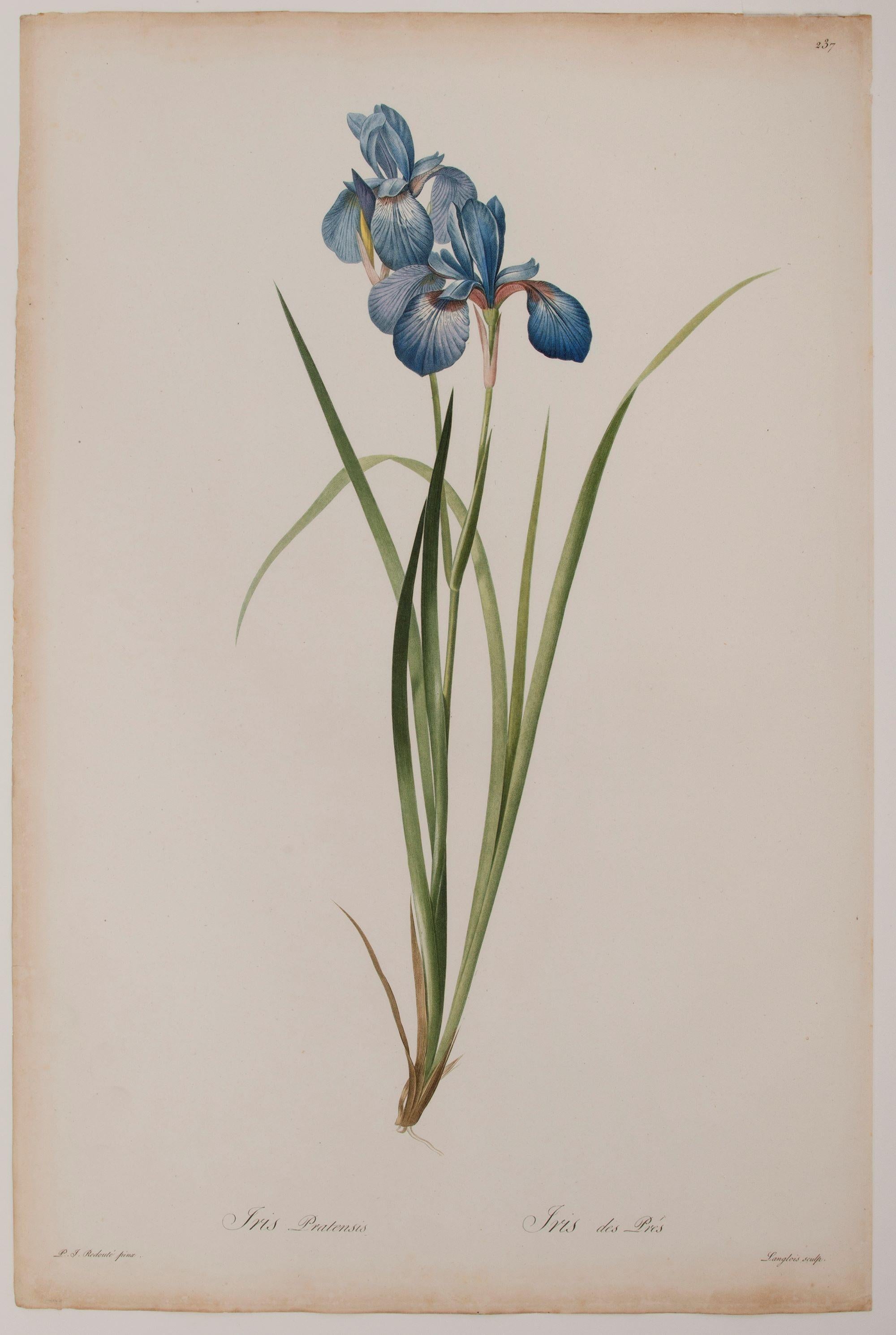 Iris Pratensis – Print von Pierre-Joseph Redouté