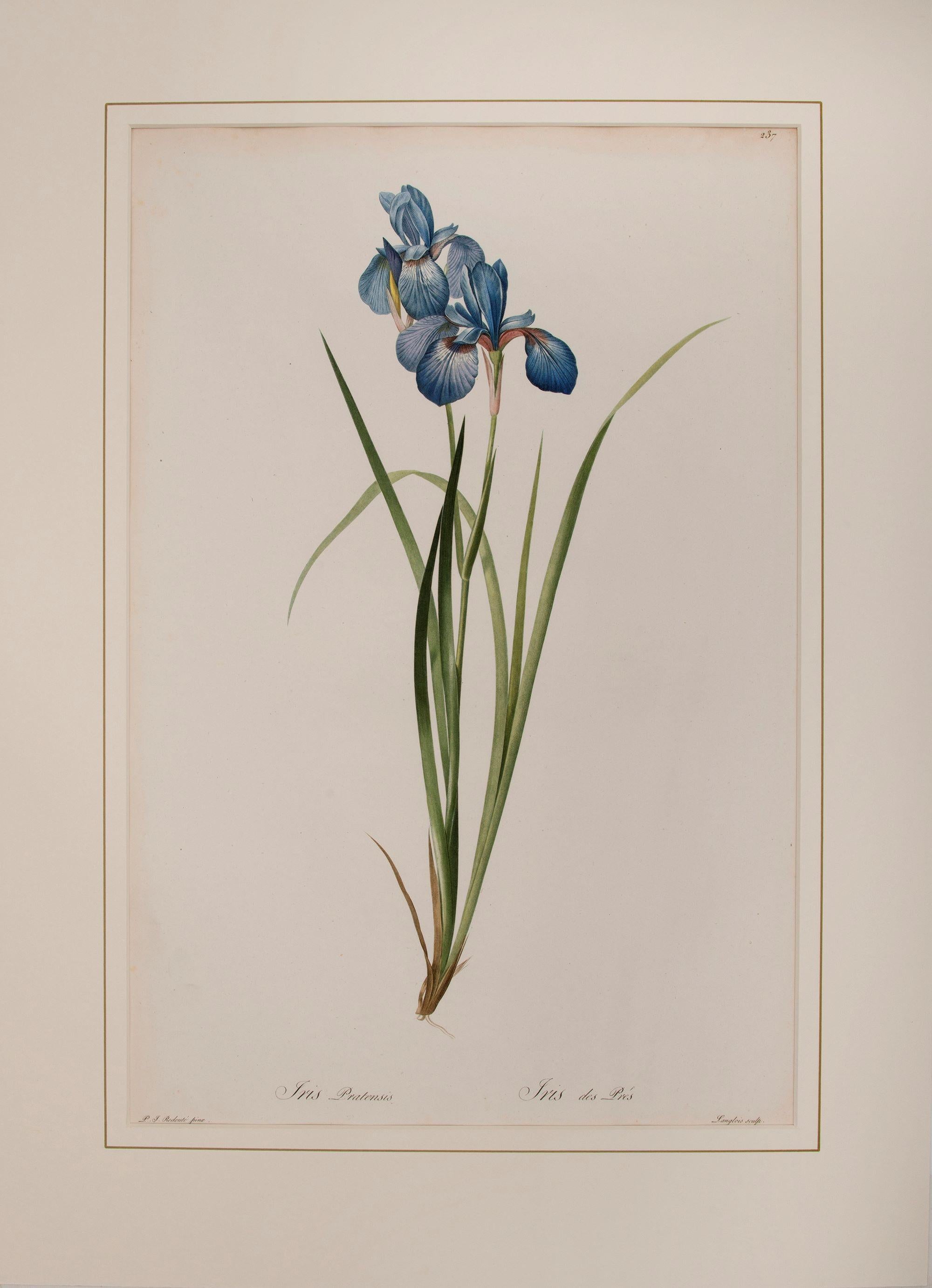 Iris Pratensis 