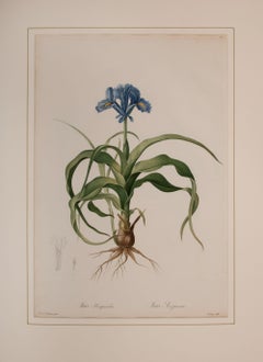 Iris Scorpioides