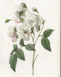 Isabelle Orleans by Redoute - Les Roses - Handcoloured engraving - 19th century