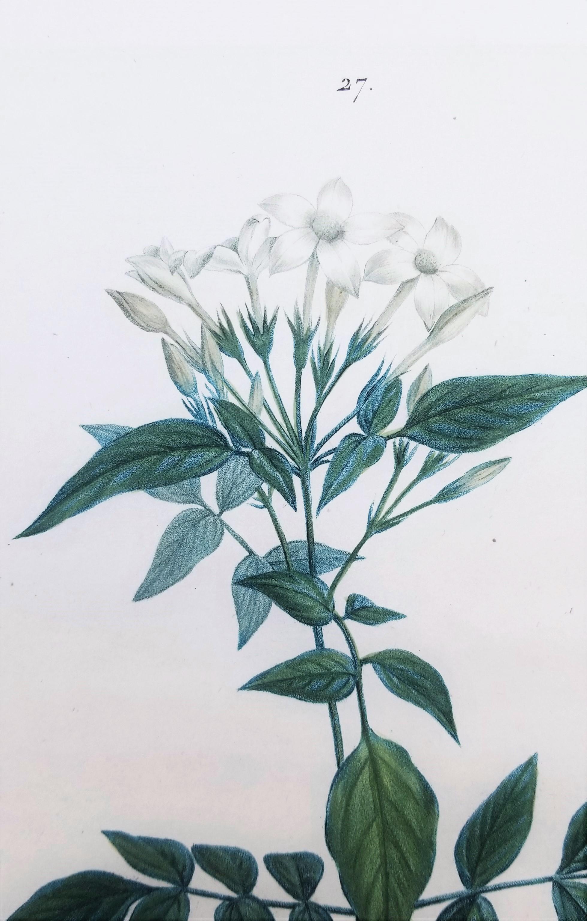Jasminum officinale (Common jasmine) /// Pierre-Joseph Redouté Botanical Flower For Sale 7