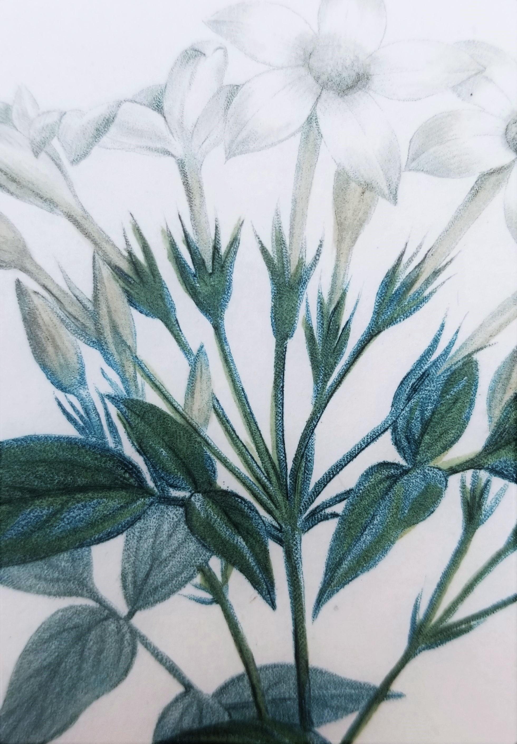 Jasminum officinale (Common jasmine) /// Pierre-Joseph Redouté Botanical Flower For Sale 8