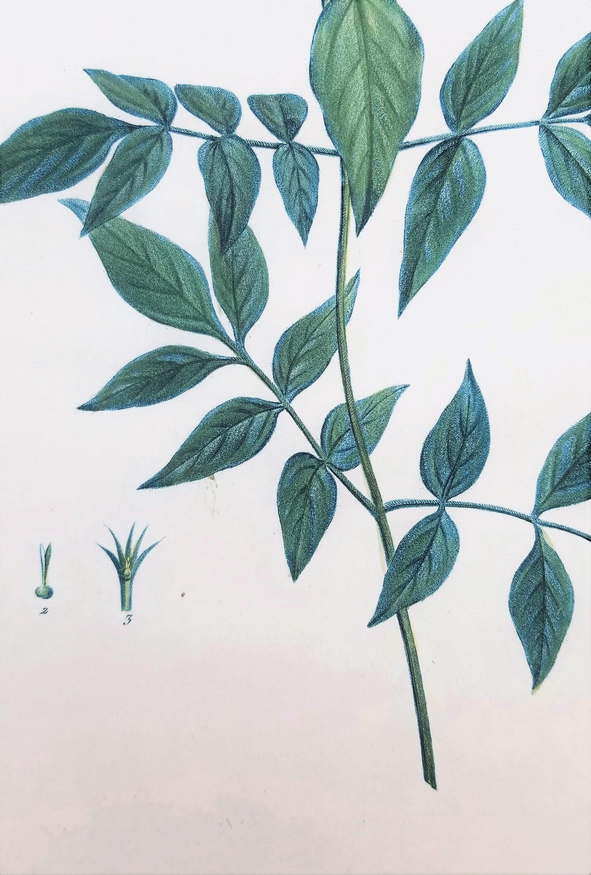 Jasminum officinale (Common jasmine) /// Pierre-Joseph Redouté Botanical Flower For Sale 9