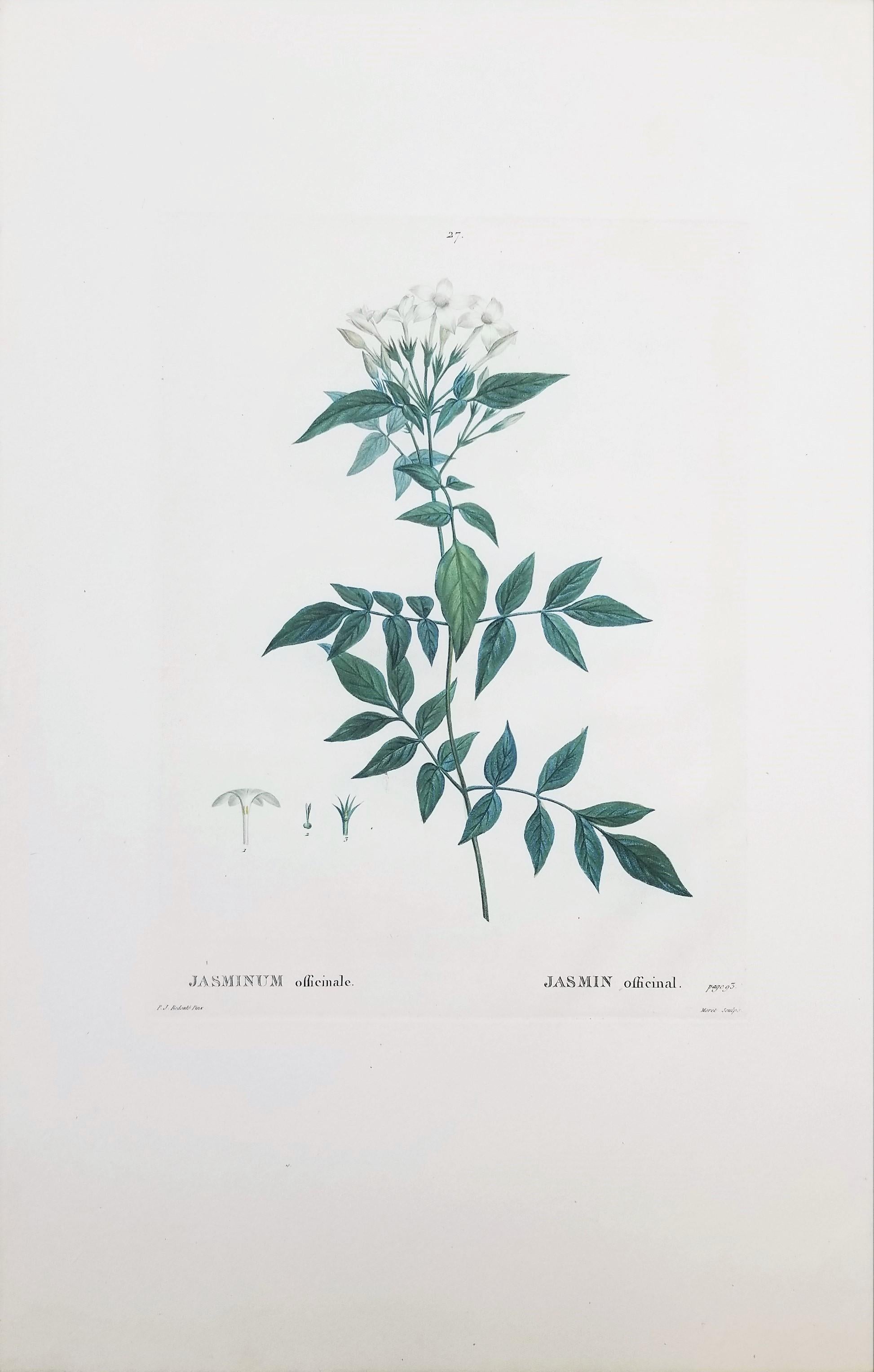 jasminum online sale