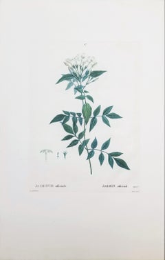 Jasminum officinale (Common jasmine) /// Pierre-Joseph Redouté Botanical Flower