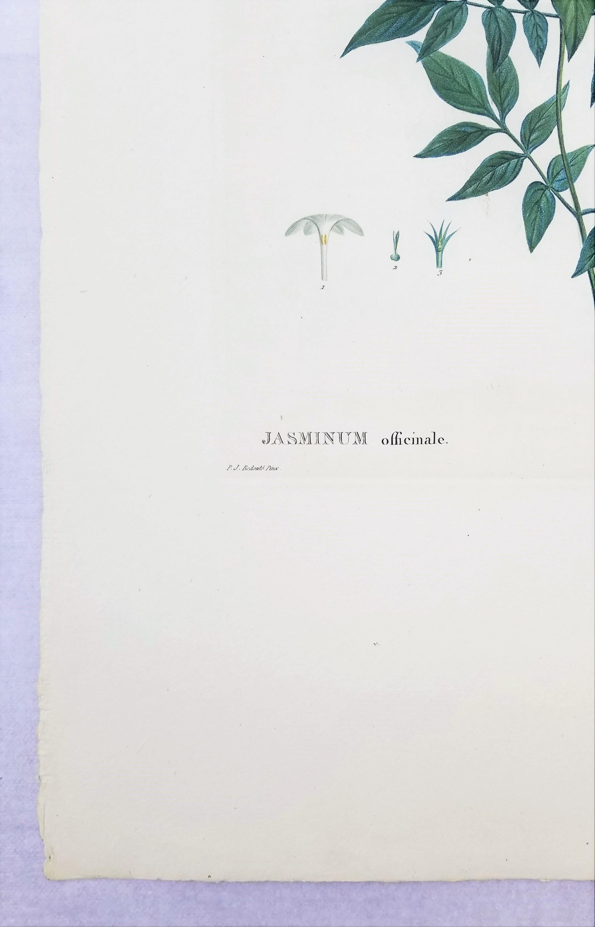 Jasminum officinale (Common jasmine) /// Pierre-Joseph Redouté Botanical Flower For Sale 1