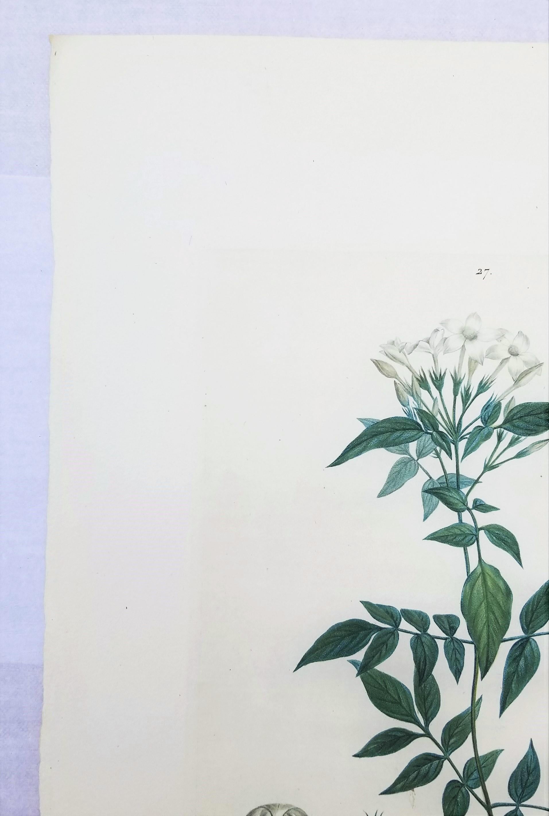Jasminum officinale (Common jasmine) /// Pierre-Joseph Redouté Botanical Flower For Sale 2