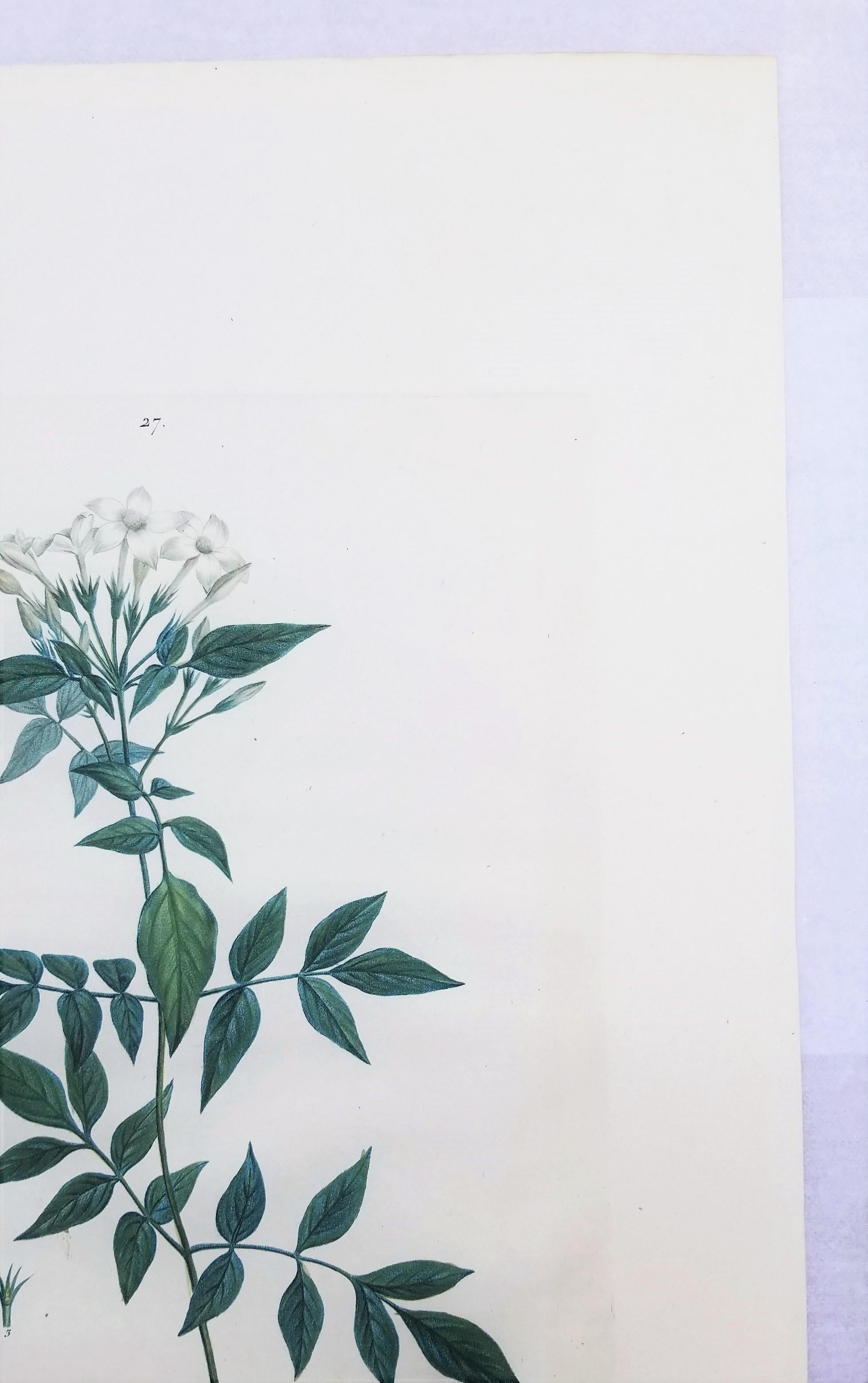Jasminum officinale (Common jasmine) /// Pierre-Joseph Redouté Botanical Flower For Sale 3