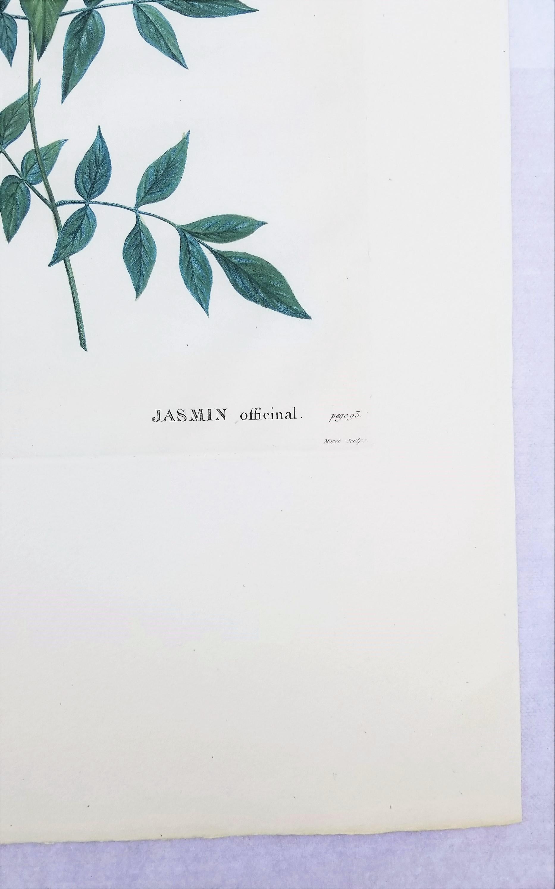 Jasminum officinale (Common jasmine) /// Pierre-Joseph Redouté Botanical Flower For Sale 4