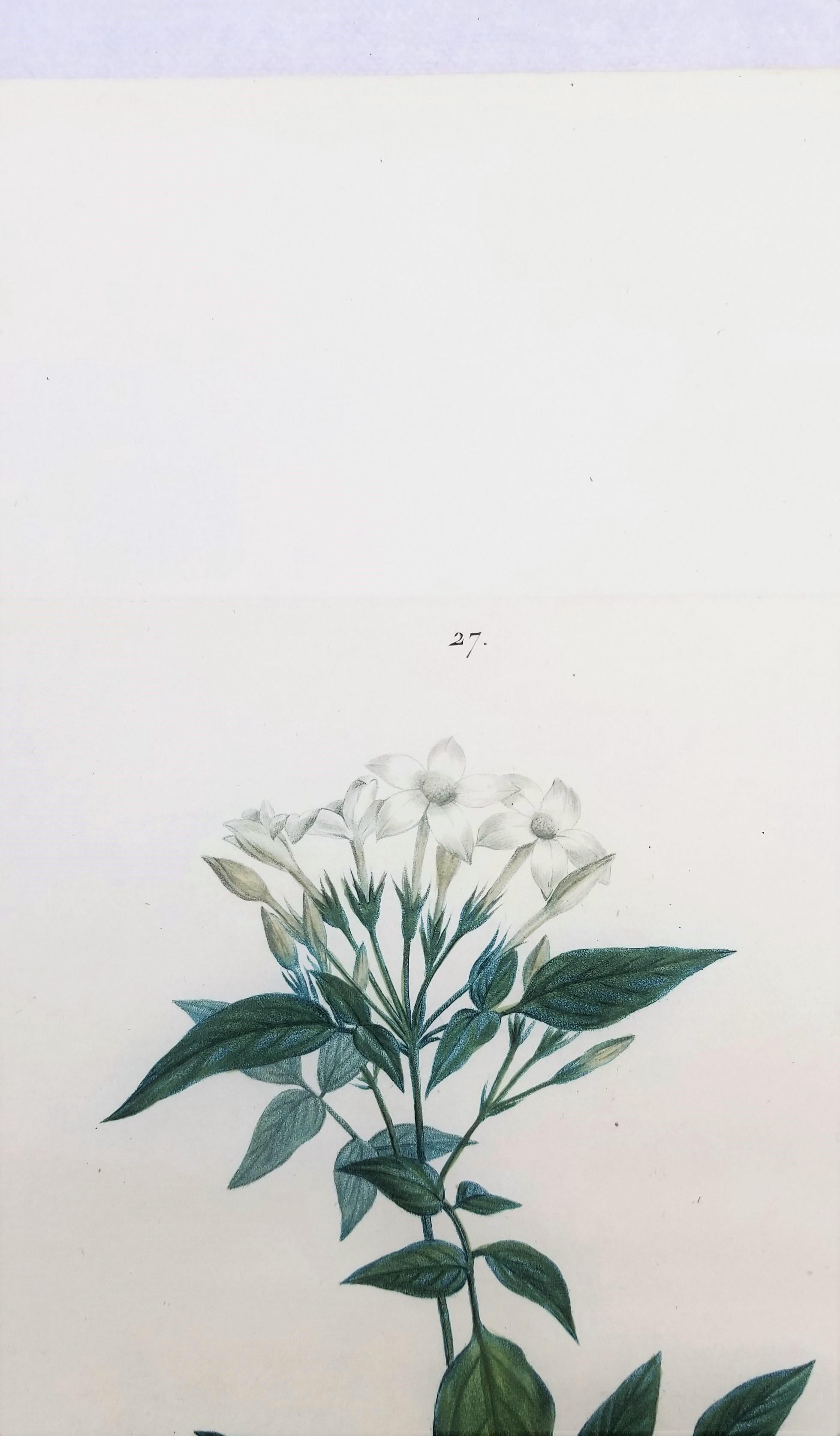 Jasminum officinale (Common jasmine) /// Pierre-Joseph Redouté Botanical Flower For Sale 5