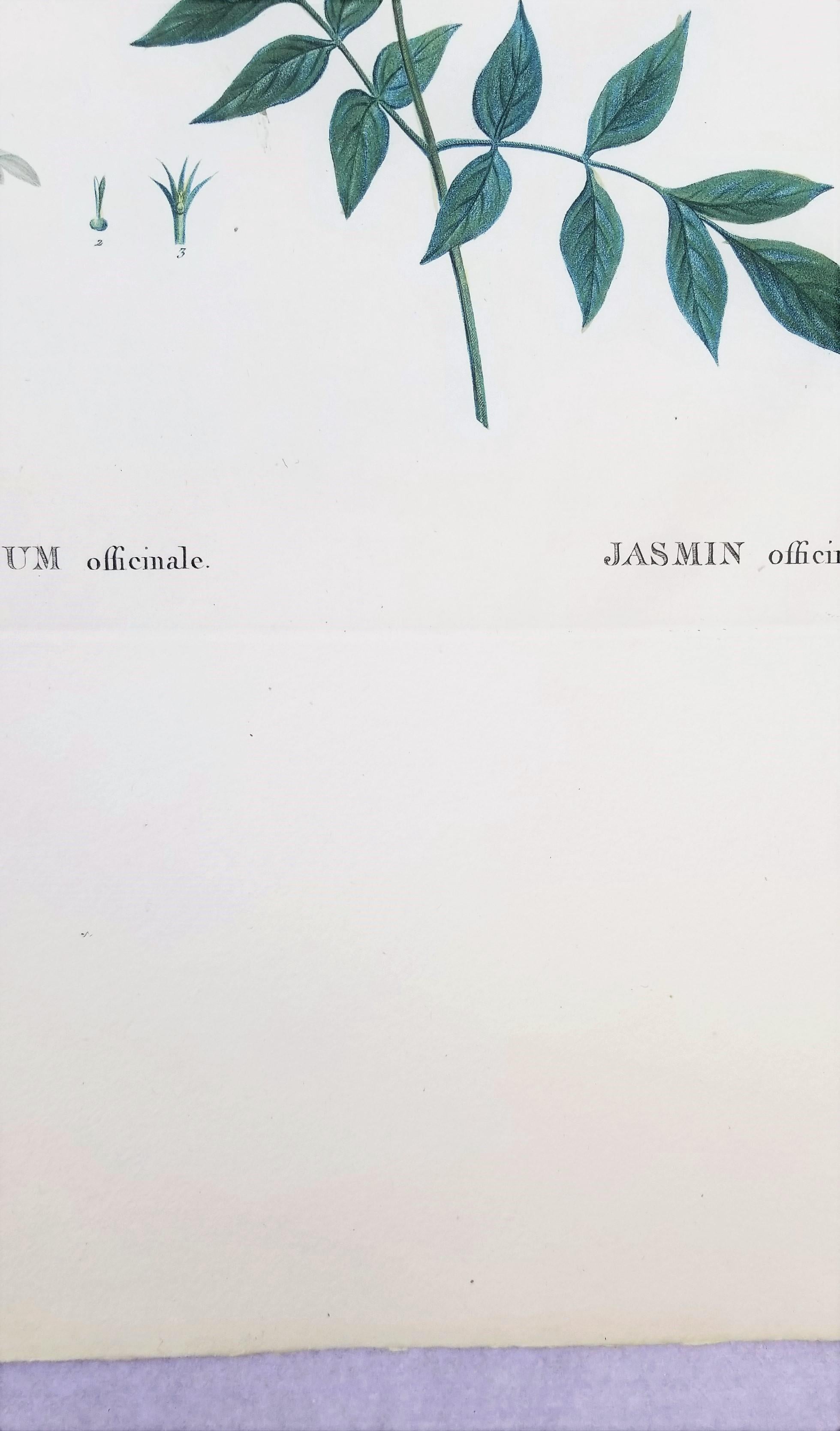 Jasminum officinale (Common jasmine) /// Pierre-Joseph Redouté Botanical Flower For Sale 6