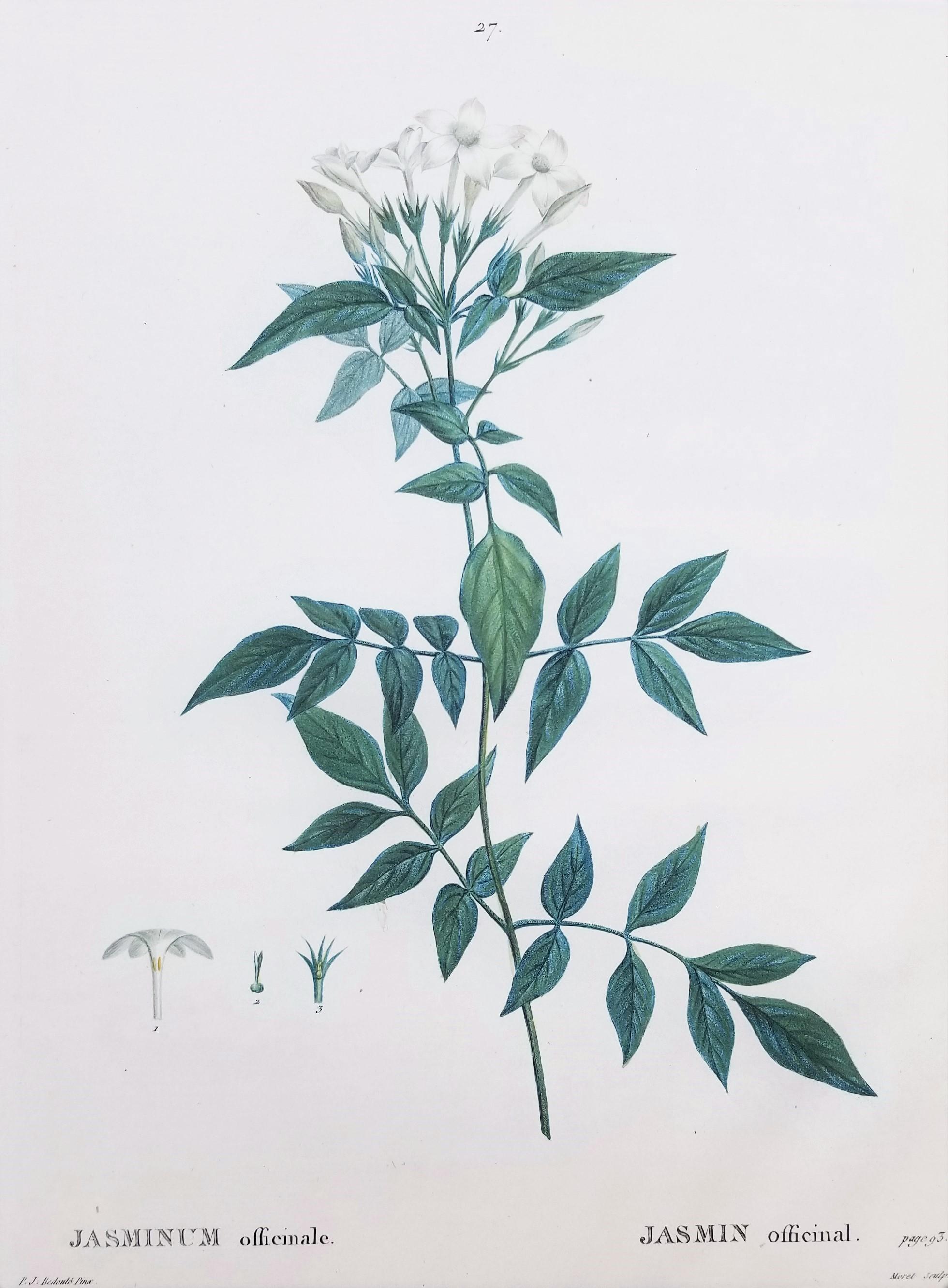 Jasminum officinale (Jazmín común) /// Flor Botánica Pierre-Joseph Redouté