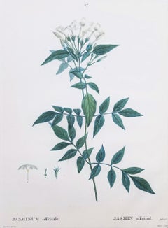 Jasminum officinale (Jazmín común) /// Flor Botánica Pierre-Joseph Redouté