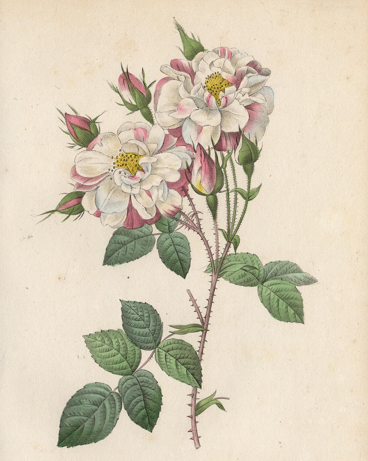 Lancaster Rose by Redoute - Les Roses - Handcoloured engraving - 19th century - Print by Pierre-Joseph Redouté