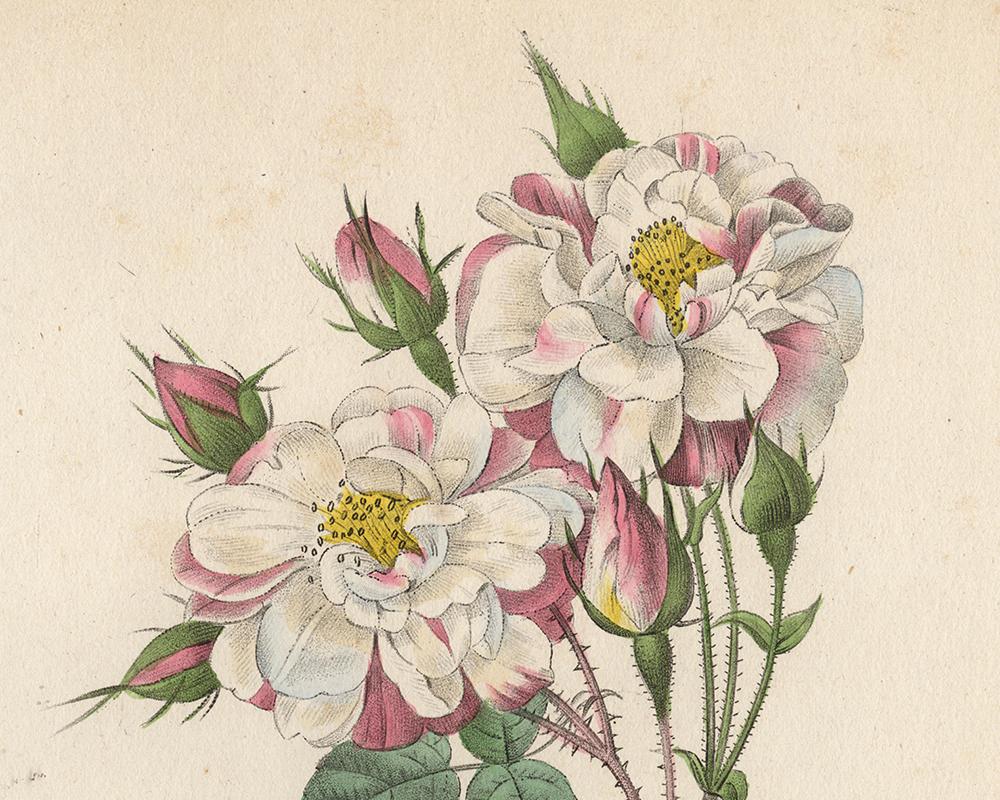 Lancaster Rose by Redoute - Les Roses - Handcoloured engraving - 19th century - Old Masters Print by Pierre-Joseph Redouté
