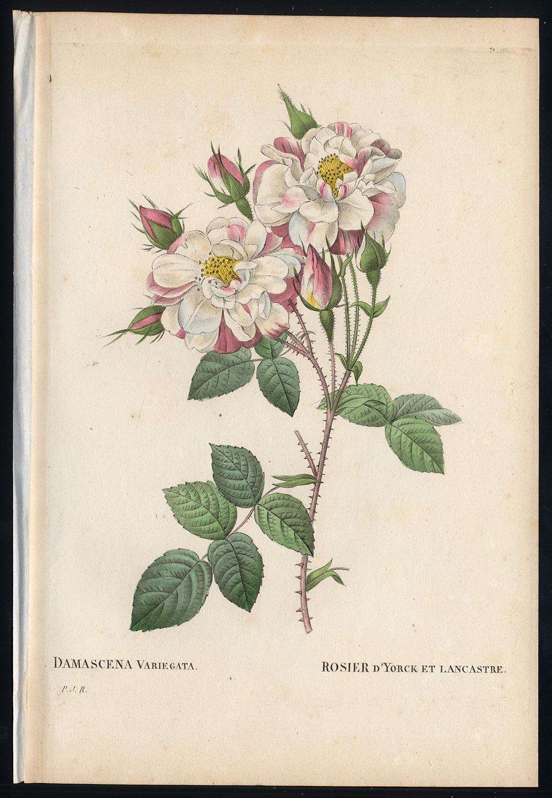 Pierre-Joseph Redouté Print - Lancaster Rose by Redoute - Les Roses - Handcoloured engraving - 19th century