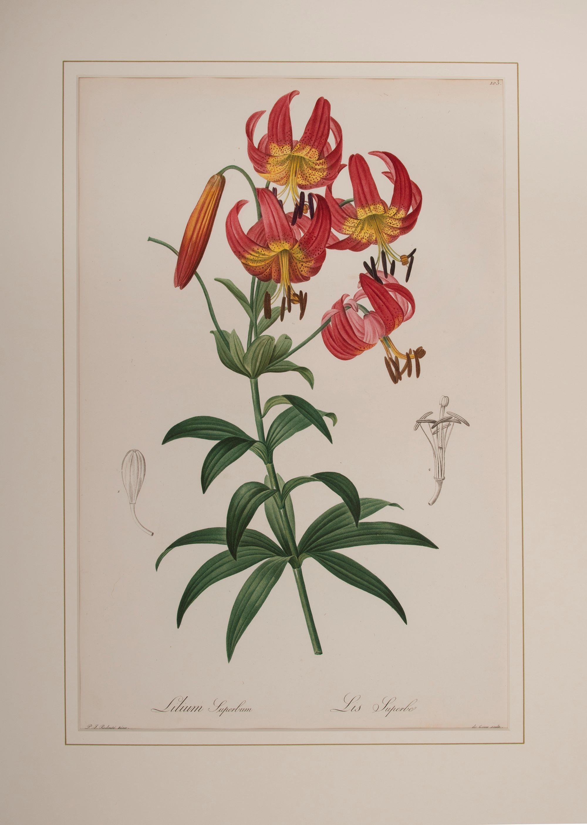 Lilium Superbum