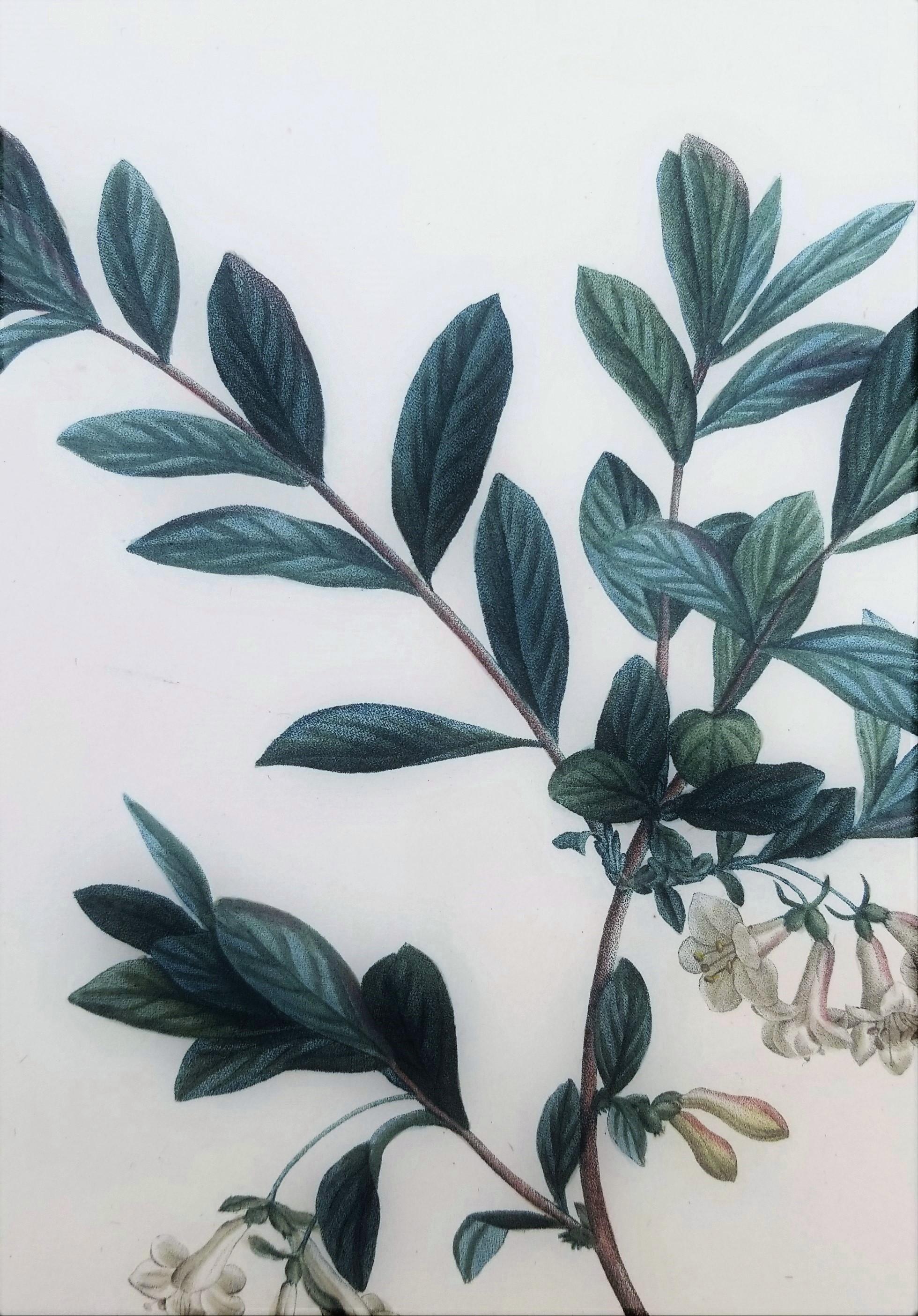 Lonicera Pyrenaica (Pyrenean honeysuckle) /// Pierre-Joseph Redouté Botanical For Sale 9