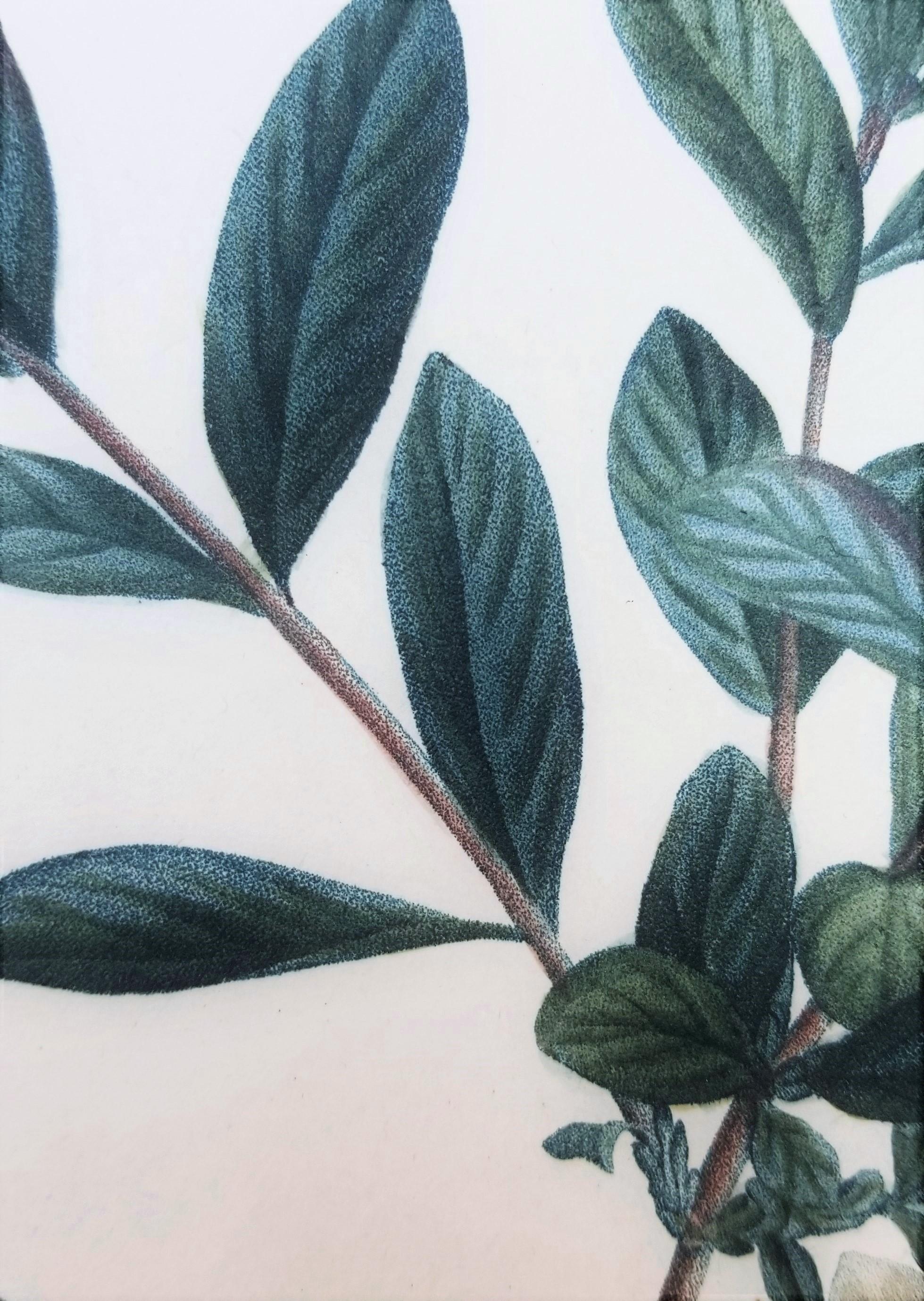 Lonicera Pyrenaica (Pyrenean honeysuckle) /// Pierre-Joseph Redouté Botanical For Sale 10
