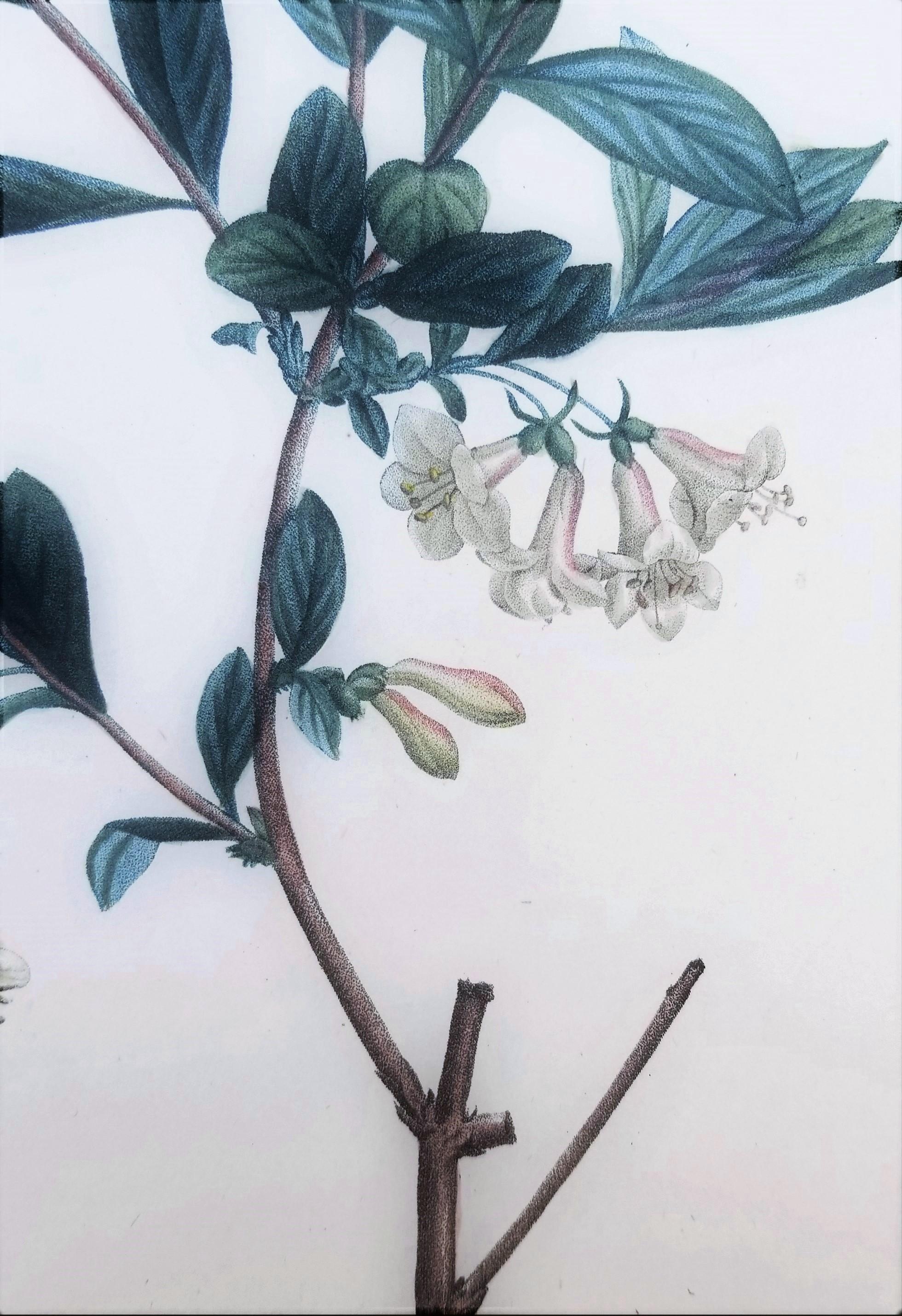Lonicera Pyrenaica (Pyrenean honeysuckle) /// Pierre-Joseph Redouté Botanical For Sale 11