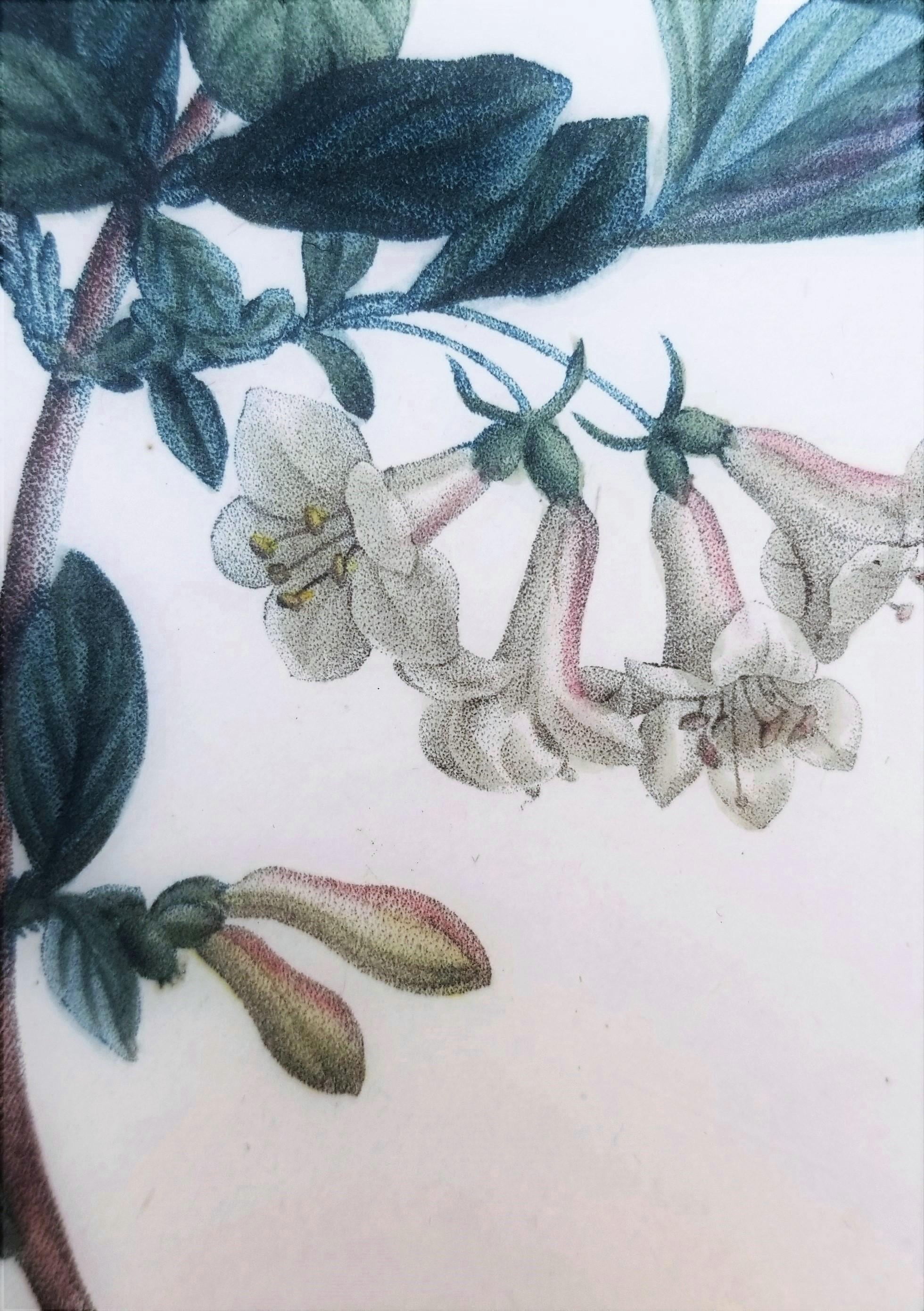 Lonicera Pyrenaica (Pyrenean honeysuckle) /// Pierre-Joseph Redouté Botanical For Sale 12