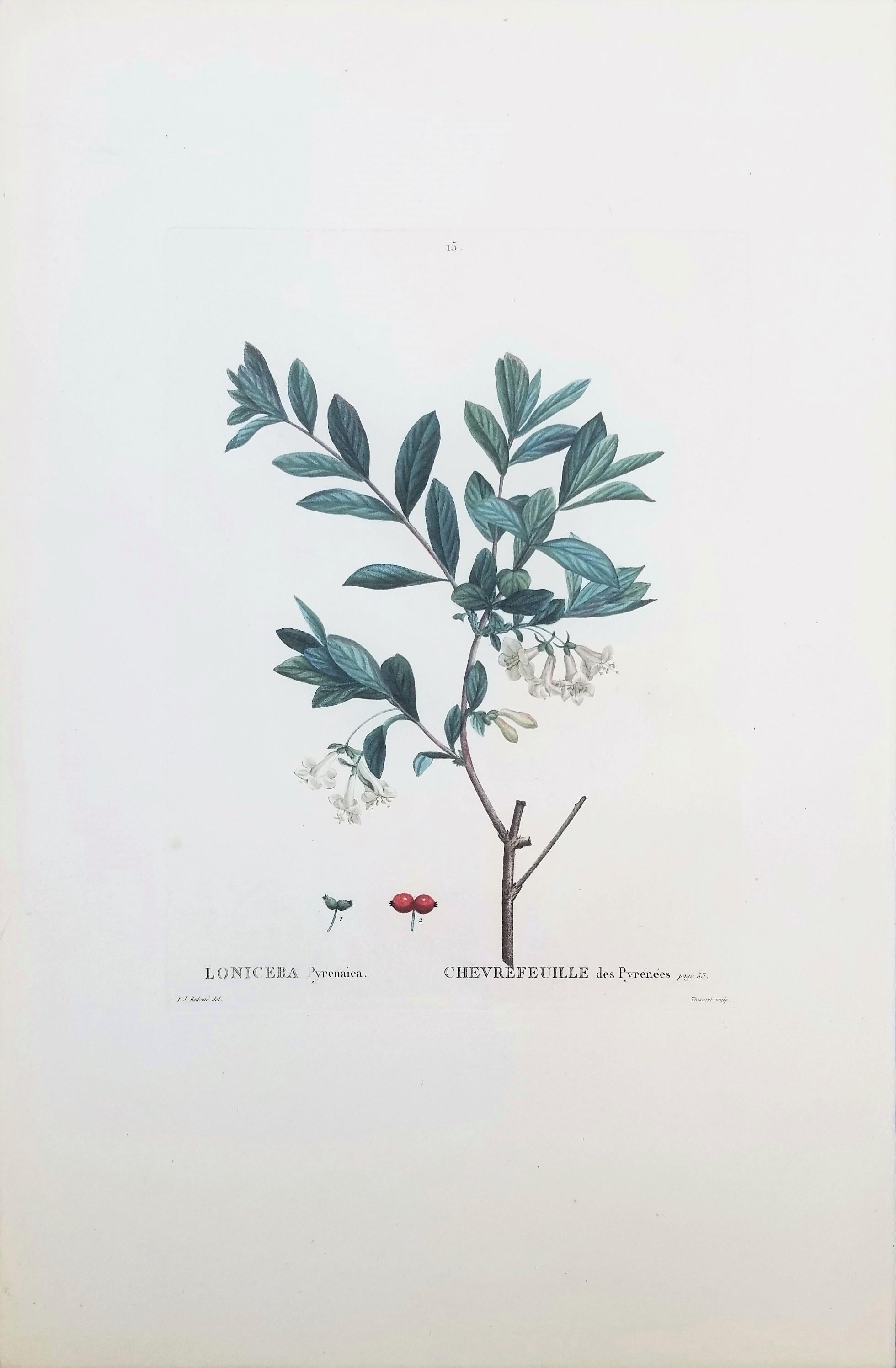 Lonicera Pyrenaica (Pyrenean honeysuckle) /// Pierre-Joseph Redouté Botanical For Sale 1