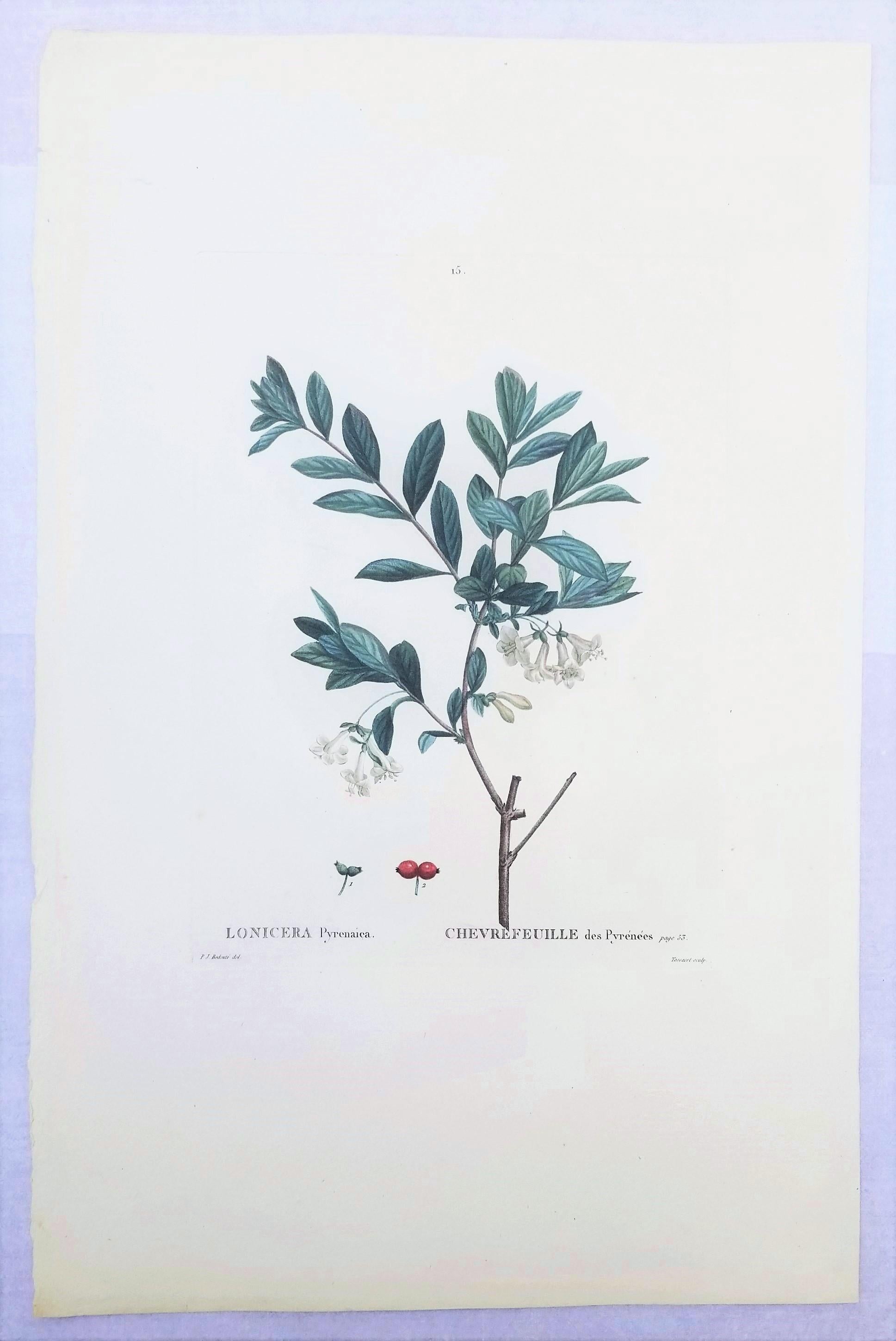 Lonicera Pyrenaica (Pyrenean honeysuckle) /// Pierre-Joseph Redouté Botanical For Sale 2