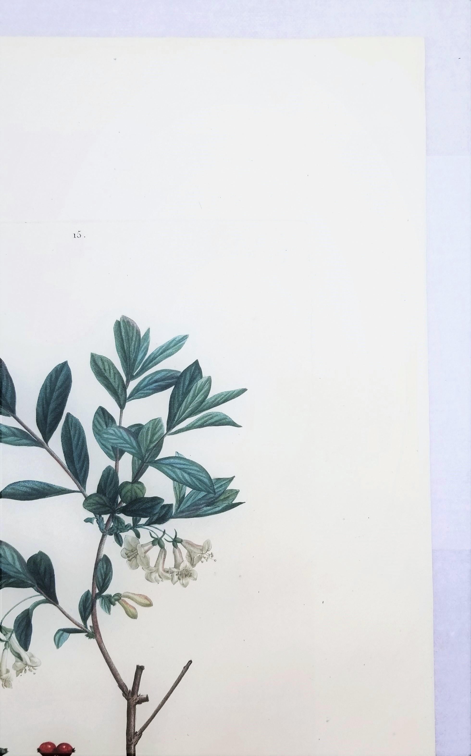 Lonicera Pyrenaica (Pyrenean honeysuckle) /// Pierre-Joseph Redouté Botanical For Sale 5