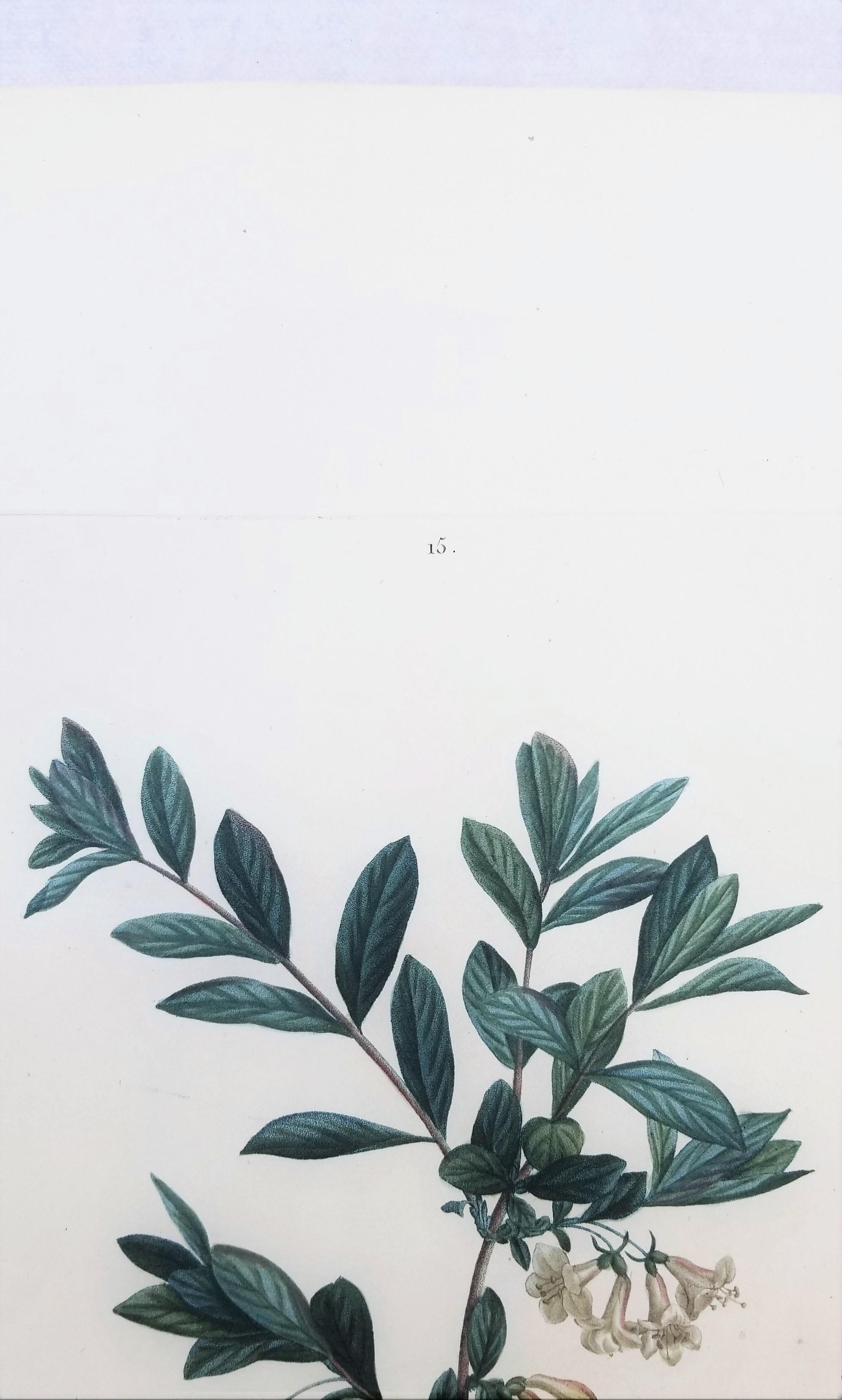 Lonicera Pyrenaica (Pyrenean honeysuckle) /// Pierre-Joseph Redouté Botanical For Sale 7