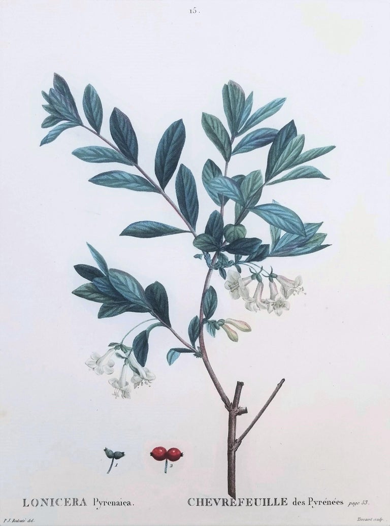 Lonicera Pyrenaica (Pyrenean Honeysuckle) /// Pierre-Joseph Redout  Botanical