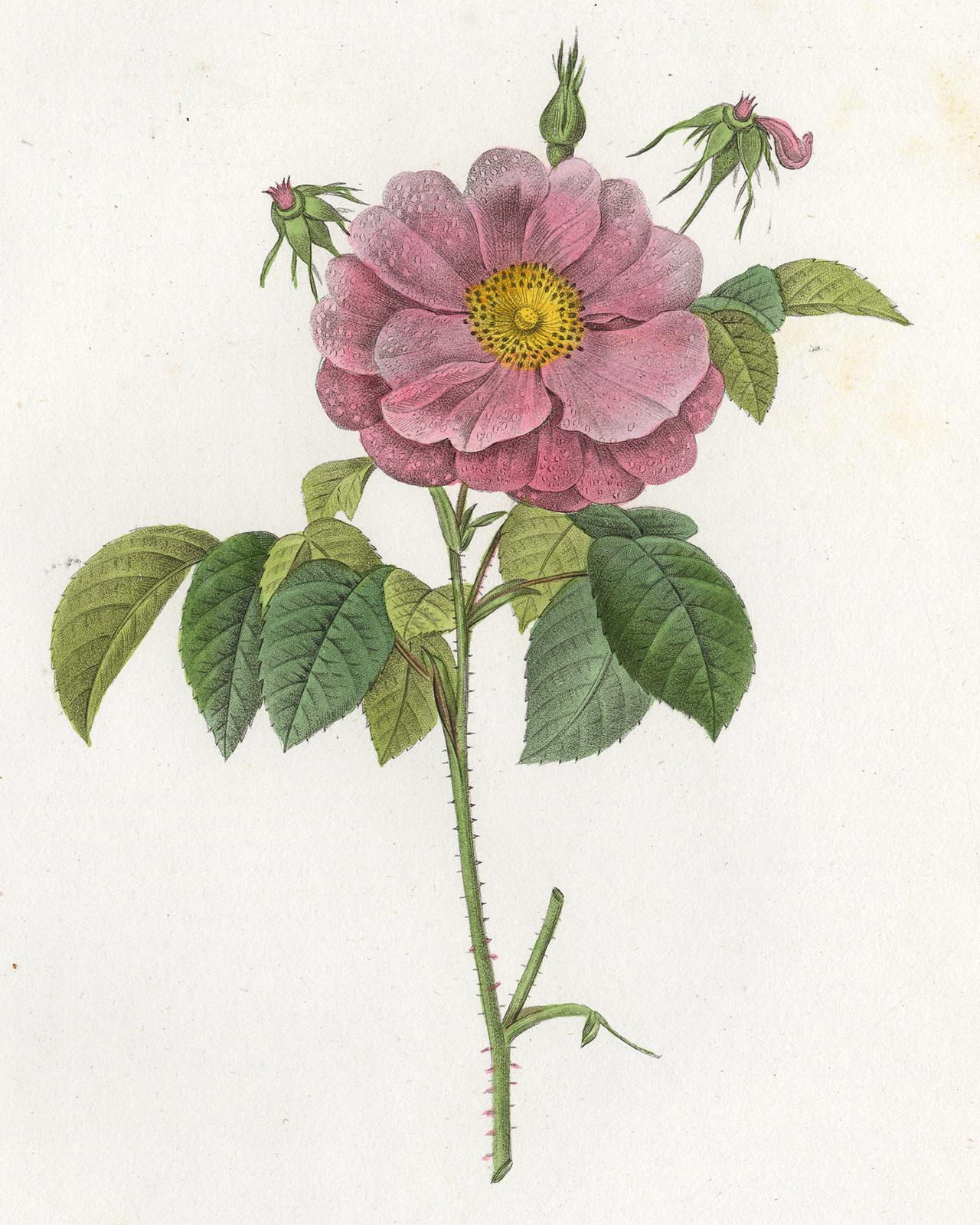 Marbled French Rose by Redoute - Handcoloured engraving - 19th century - Print by Pierre-Joseph Redouté