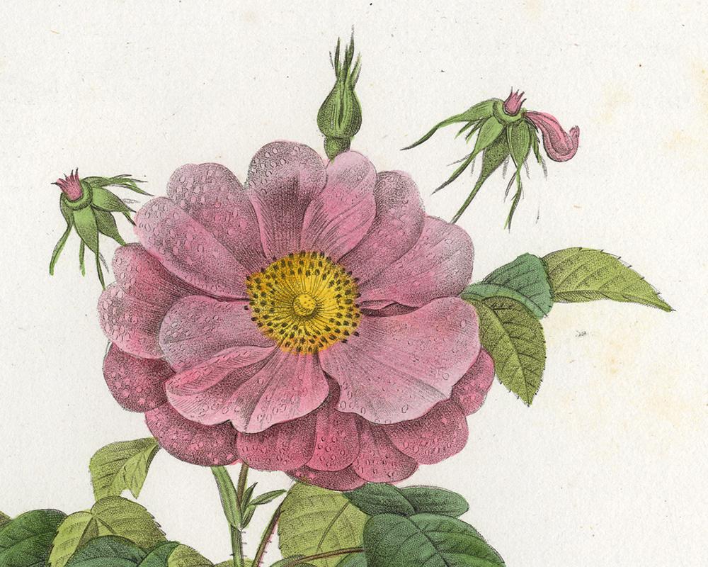 Marbled French Rose by Redoute - Handcoloured engraving - 19th century - Old Masters Print by Pierre-Joseph Redouté