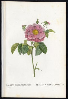 Marbled French Rose by Redoute - Handcoloured engraving - 19th century