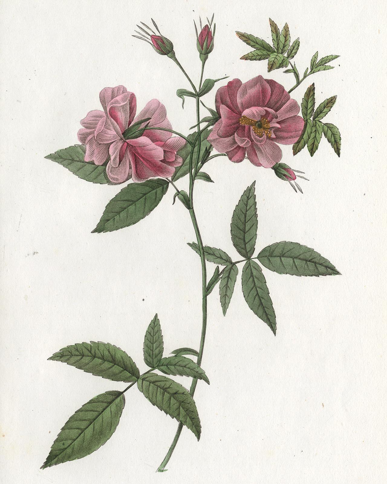 Marsh Rose by Redoute - Les Roses - Handcoloured engraving - 19th century - Print by Pierre-Joseph Redouté