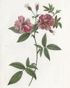 Marsh Rose by Redoute - Les Roses - Handcoloured engraving - 19th century