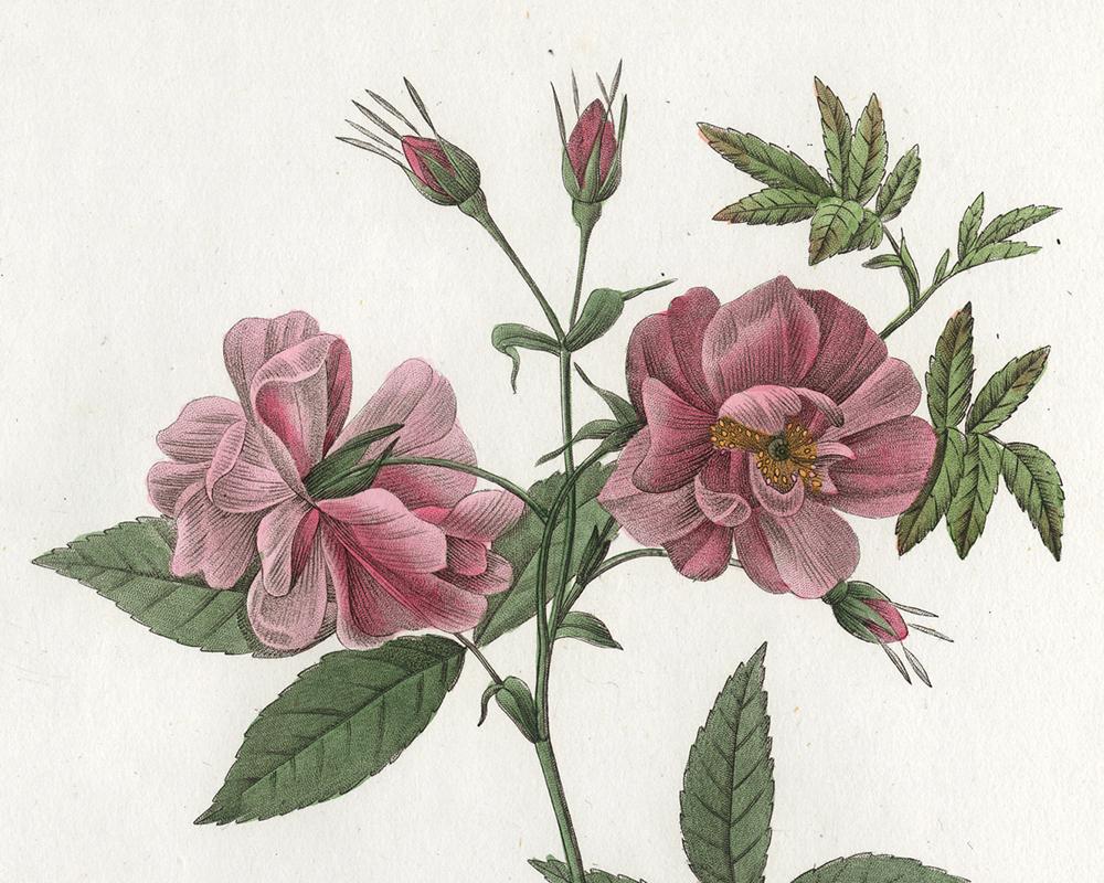 Marsh Rose by Redoute - Les Roses - Handcoloured engraving - 19th century - Old Masters Print by Pierre-Joseph Redouté