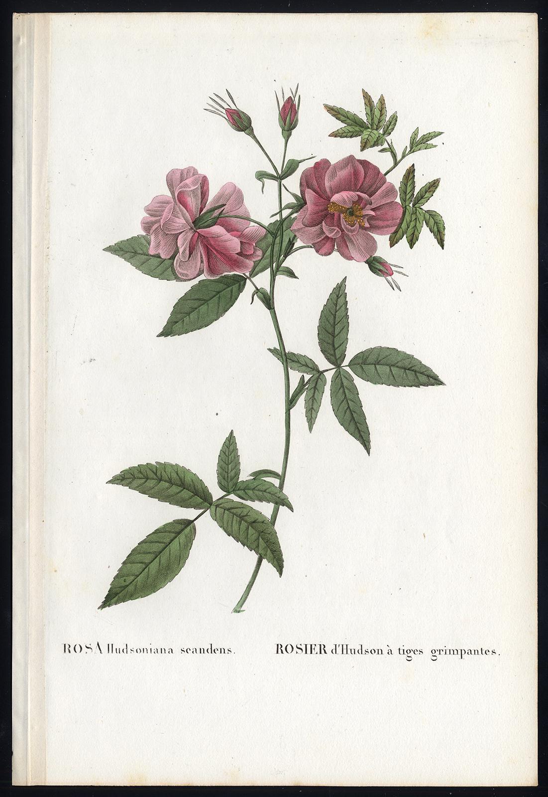 Pierre-Joseph Redouté Print - Marsh Rose by Redoute - Les Roses - Handcoloured engraving - 19th century