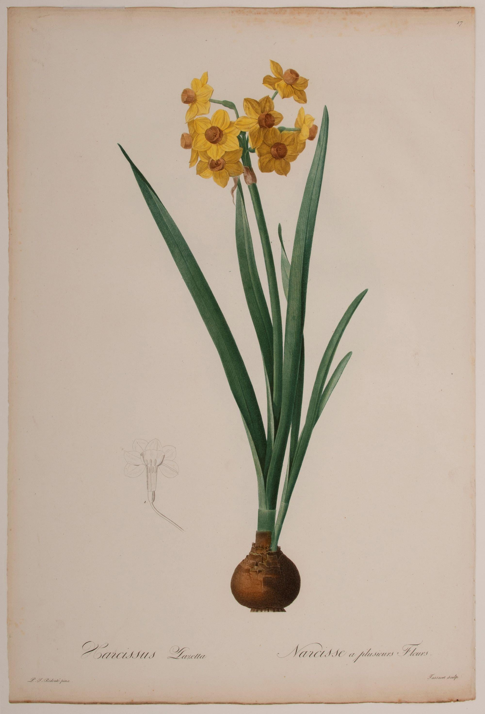 Narcissus - Print by Pierre-Joseph Redouté