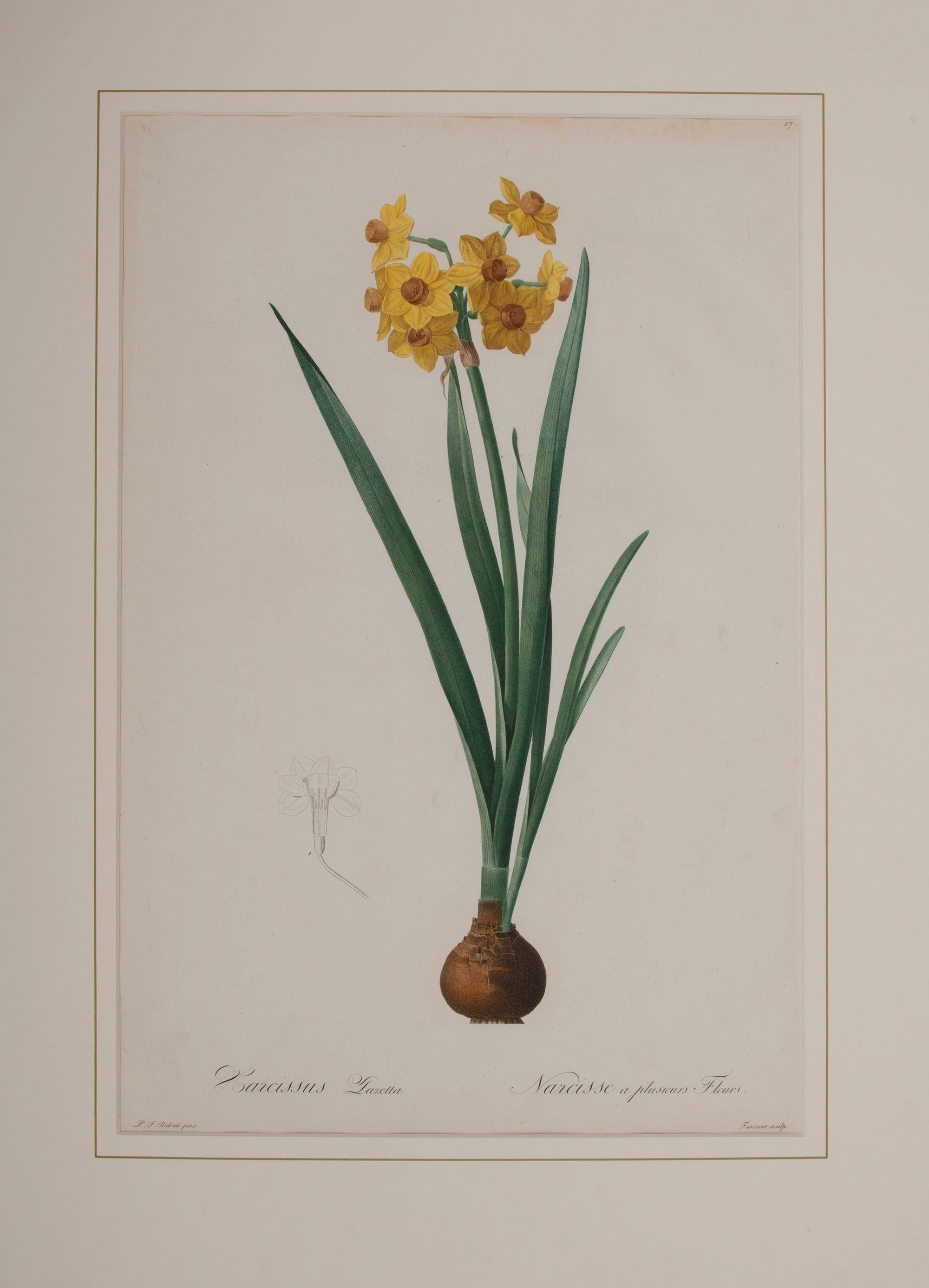 Pierre-Joseph Redouté Figurative Print - Narcissus