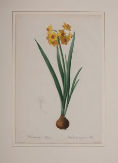 Antique Narcissus