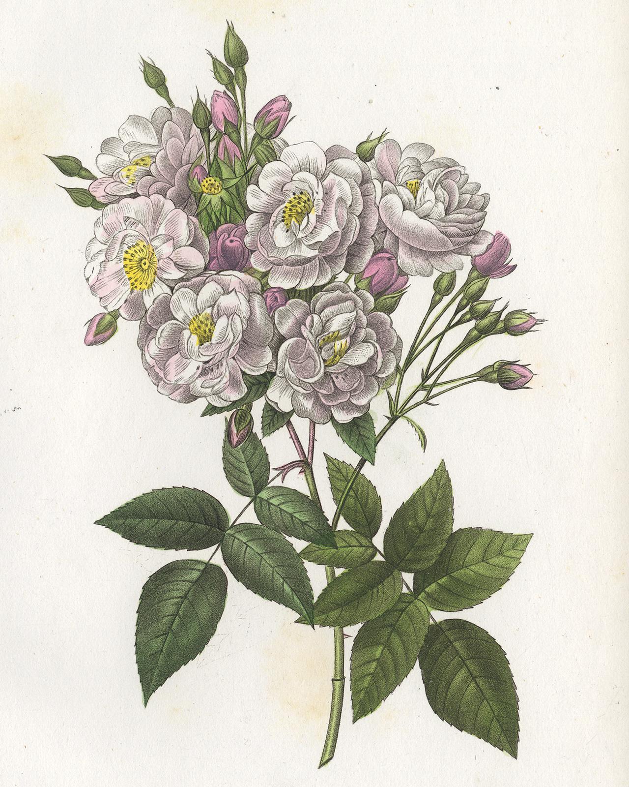 Noisette Rose by Redoute - Les Roses - Handcoloured engraving - 19th century - Print by Pierre-Joseph Redouté